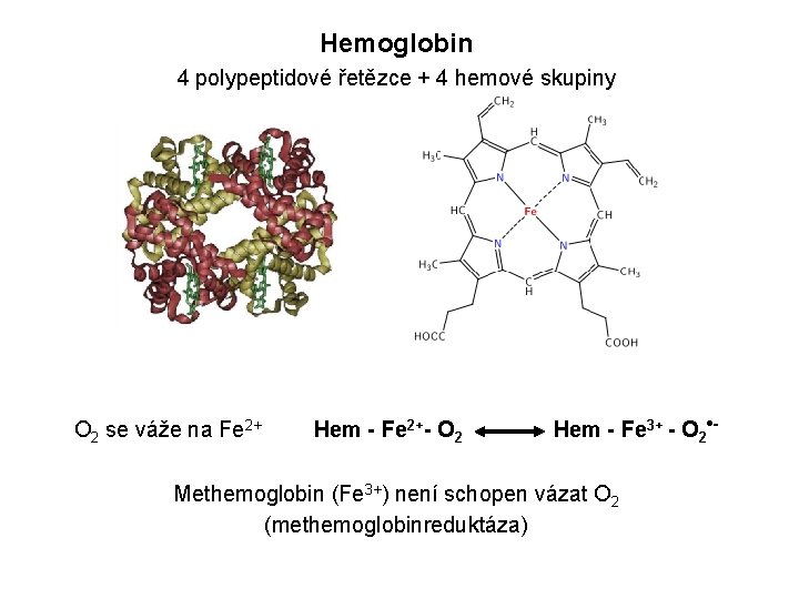 Hemoglobin 4 polypeptidové řetězce + 4 hemové skupiny O 2 se váže na Fe