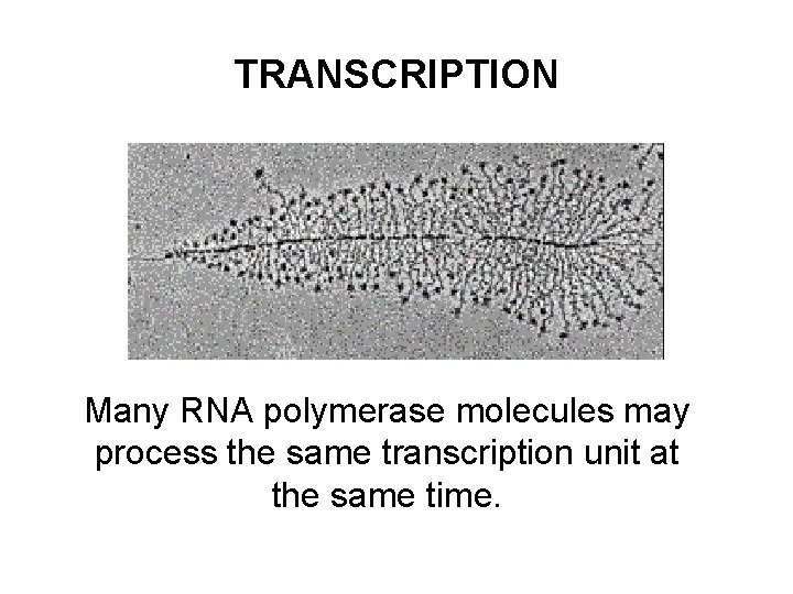 TRANSCRIPTION Many RNA polymerase molecules may process the same transcription unit at the same