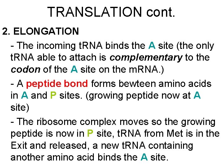 TRANSLATION cont. 2. ELONGATION - The incoming t. RNA binds the A site (the