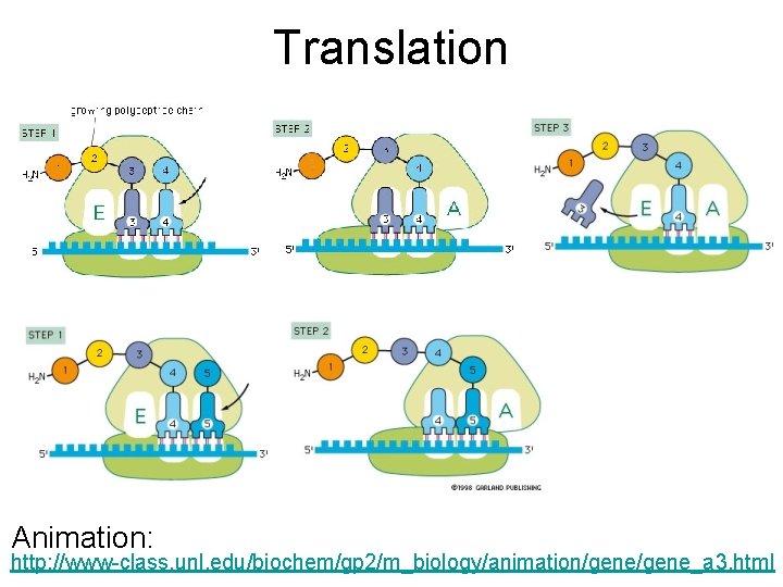 Translation Animation: http: //www-class. unl. edu/biochem/gp 2/m_biology/animation/gene_a 3. html 
