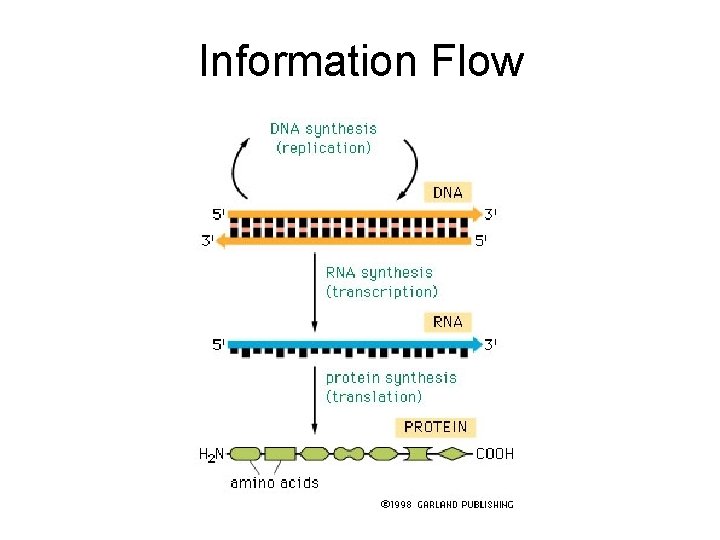 Information Flow 