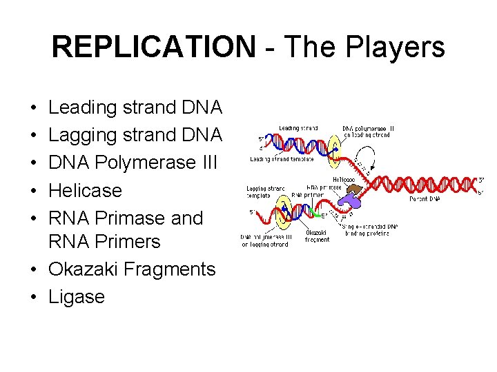 REPLICATION - The Players • • • Leading strand DNA Lagging strand DNA Polymerase