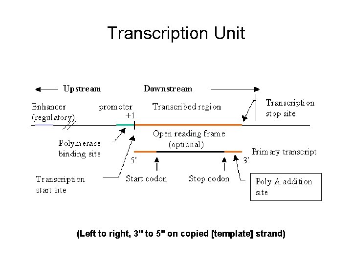 Transcription Unit (Left to right, 3'' to 5'' on copied [template] strand) 