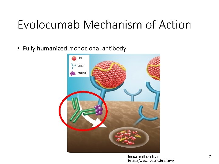 Evolocumab Mechanism of Action • Fully humanized monoclonal antibody Image available from: https: //www.