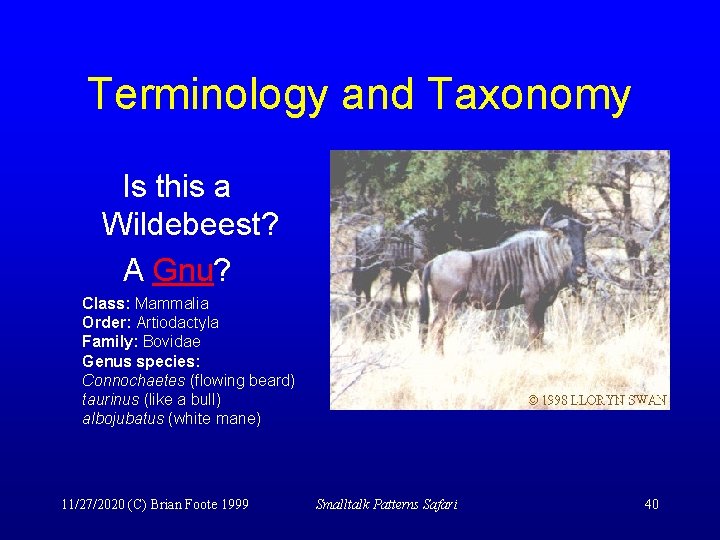 Terminology and Taxonomy Is this a Wildebeest? A Gnu? Class: Mammalia Order: Artiodactyla Family: