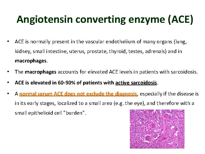 Angiotensin converting enzyme (ACE) • ACE is normally present in the vascular endothelium of