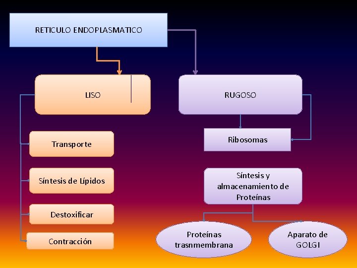 RETICULO ENDOPLASMATICO LISO Transporte Síntesis de Lípidos RUGOSO Ribosomas Síntesis y almacenamiento de Proteínas