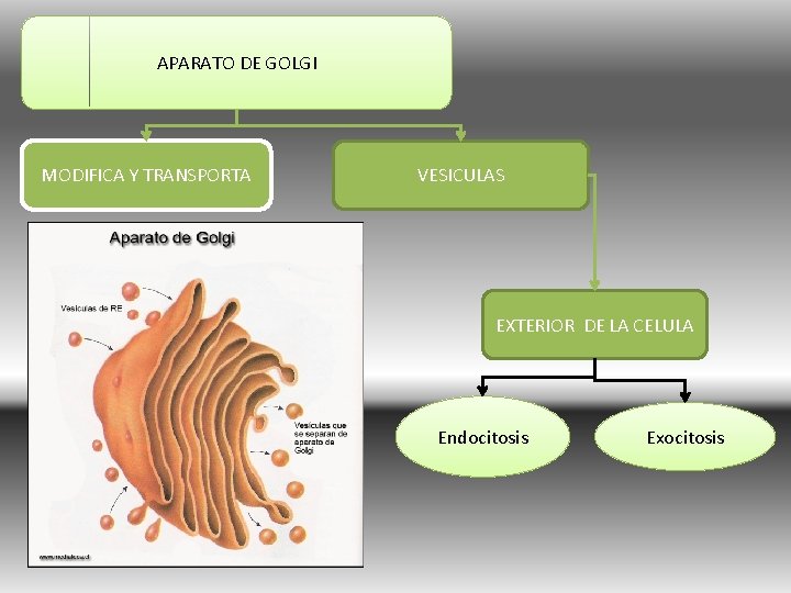 APARATO DE GOLGI MODIFICA Y TRANSPORTA VESICULAS EXTERIOR DE LA CELULA Endocitosis Exocitosis 