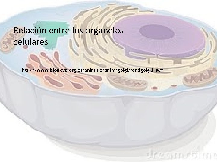 Relación entre los organelos celulares http: //www. bionova. org. es/animbio/anim/golgi/rendgolgi 1. swf Relación entre los organelos celulares http: //www. bionova. org. es/animbio/anim/golgi/rendgolgi 1. swf