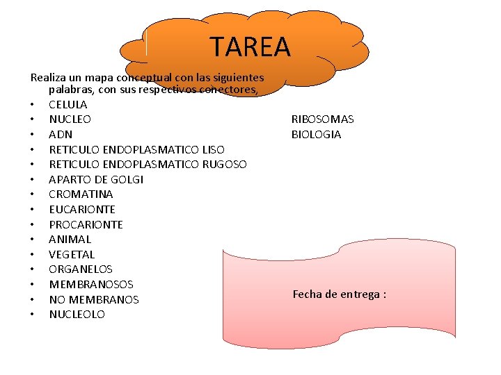 TAREA Realiza un mapa conceptual con las siguientes palabras, con sus respectivos conectores, •