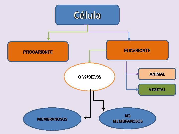 Célula EUCARIONTE PROCARIONTE ANIMAL ORGANELOS VEGETAL MEMBRANOSOS NO MEMBRANOSOS 