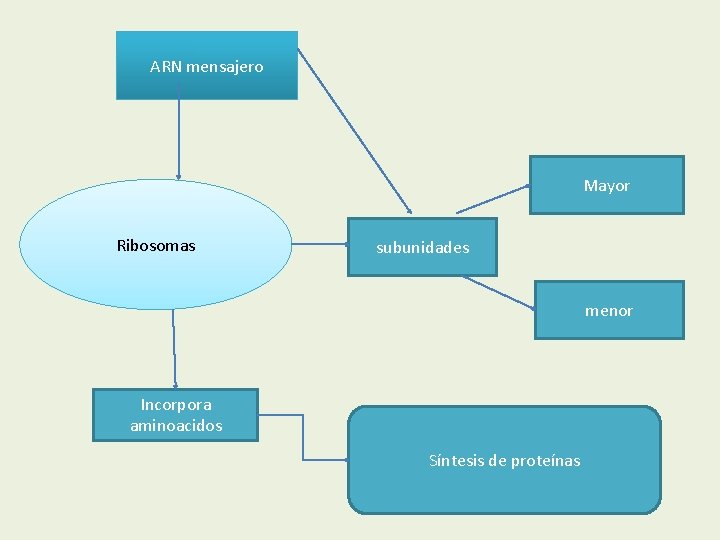 ARN mensajero Mayor Ribosomas subunidades menor Incorpora aminoacidos Síntesis de proteínas 