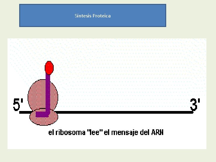 Síntesis Proteica Síntesis Proteica