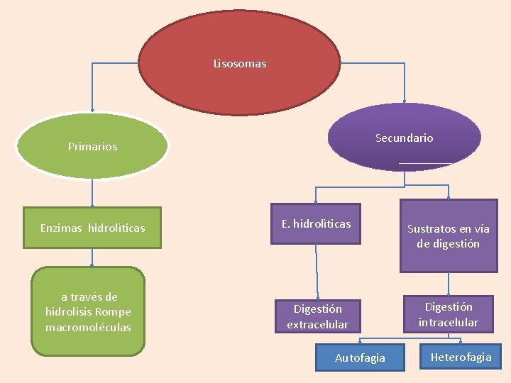 Lisosomas Secundario Primarios Enzimas hidrolìticas E. hidrolìticas Sustratos en vía de digestión a través