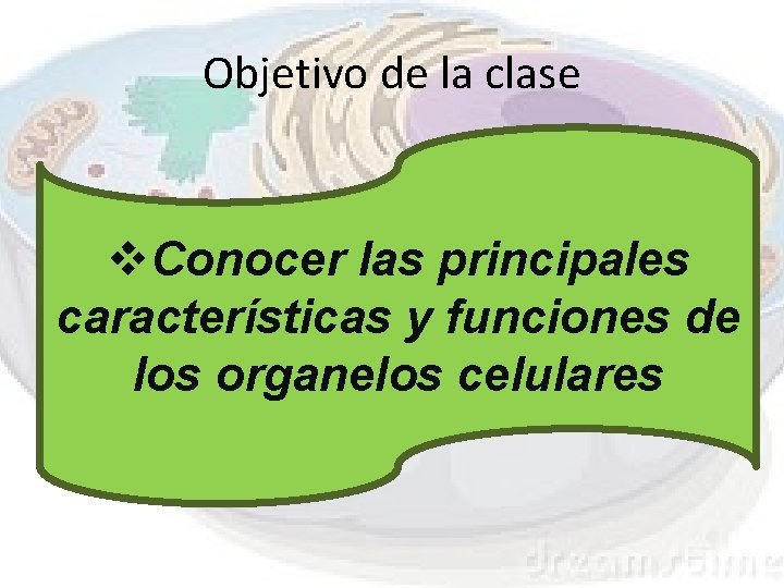 Objetivo de la clase v. Conocer las principales características y funciones de los organelos Objetivo de la clase v. Conocer las principales características y funciones de los organelos