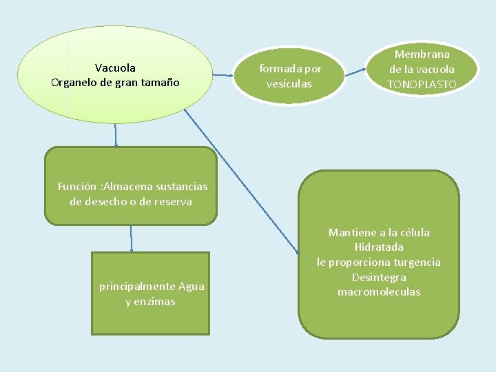 Vacuola Organelo de gran tamaño formada por vesículas Membrana de la vacuola TONOPLASTO Función