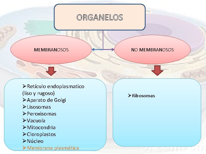 ORGANELOS MEMBRANOSOS ØRetículo endoplasmatico (liso y rugoso) ØAparato de Golgi ØLisosomas ØPeroxisomas ØVacuola ØMitocondria