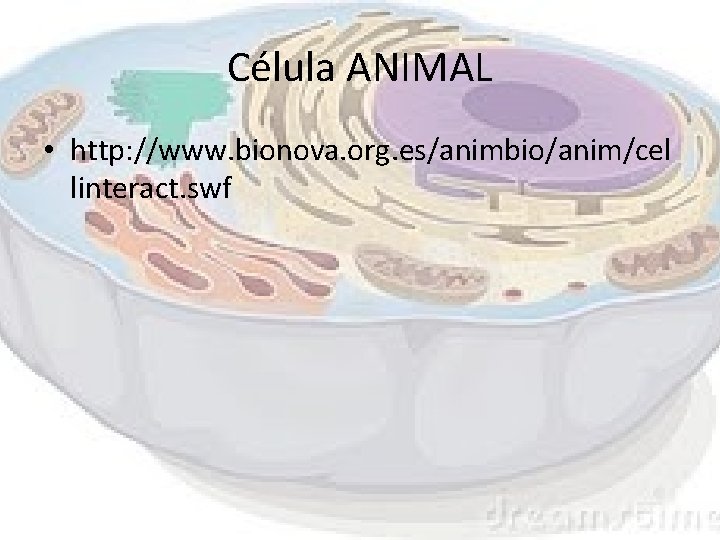 Célula ANIMAL • http: //www. bionova. org. es/animbio/anim/cel linteract. swf 