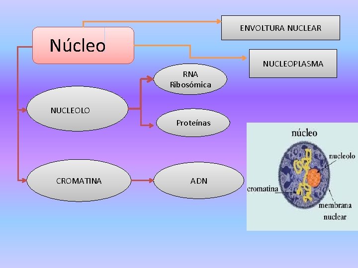 ENVOLTURA NUCLEAR Núcleo RNA Ribosómica NUCLEOLO Proteínas CROMATINA ADN NUCLEOPLASMA ENVOLTURA NUCLEAR Núcleo RNA Ribosómica NUCLEOLO Proteínas CROMATINA ADN NUCLEOPLASMA