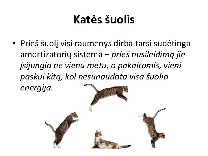 Katės šuolis • Prieš šuolį visi raumenys dirba tarsi sudėtinga amortizatorių sistema – prieš