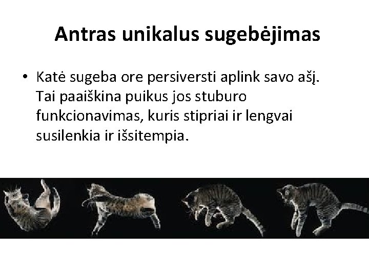 Antras unikalus sugebėjimas • Katė sugeba ore persiversti aplink savo ašį. Tai paaiškina puikus