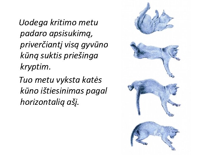 Uodega kritimo metu padaro apsisukimą, priverčiantį visą gyvūno kūną suktis priešinga kryptim. Tuo metu