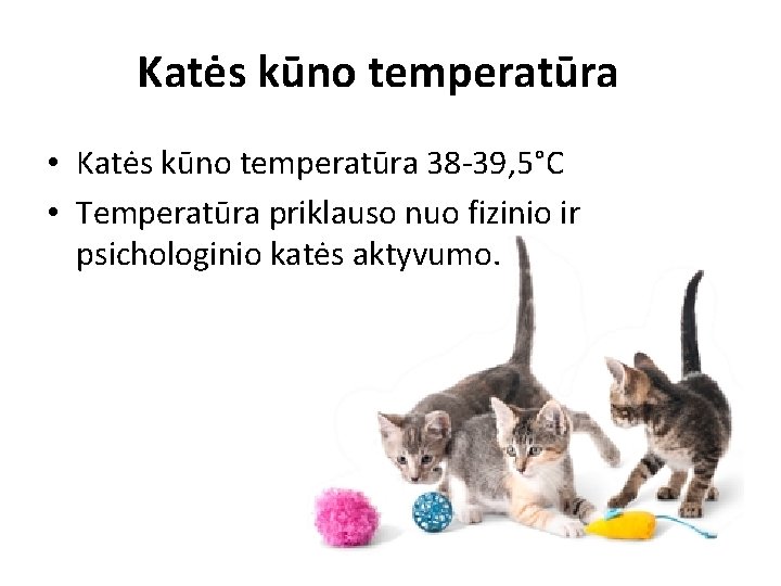 Katės kūno temperatūra • Katės kūno temperatūra 38 -39, 5°C • Temperatūra priklauso nuo