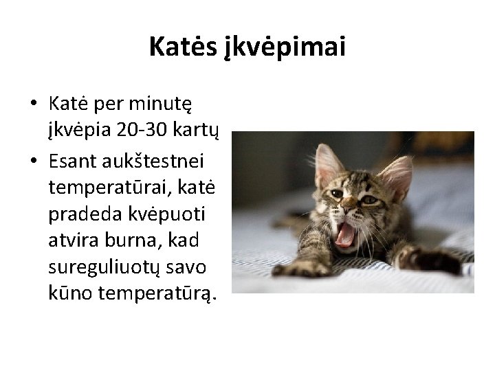 Katės įkvėpimai • Katė per minutę įkvėpia 20 -30 kartų • Esant aukštestnei temperatūrai,