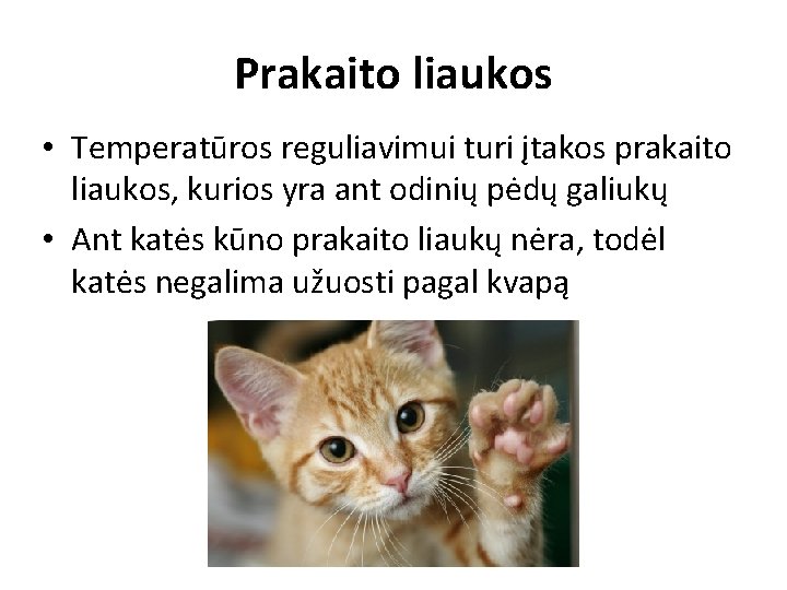 Prakaito liaukos • Temperatūros reguliavimui turi įtakos prakaito liaukos, kurios yra ant odinių pėdų