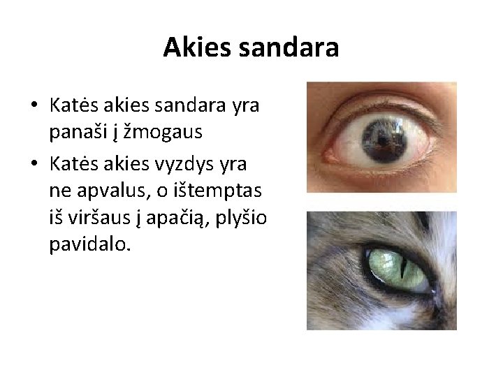 Akies sandara • Katės akies sandara yra panaši į žmogaus • Katės akies vyzdys