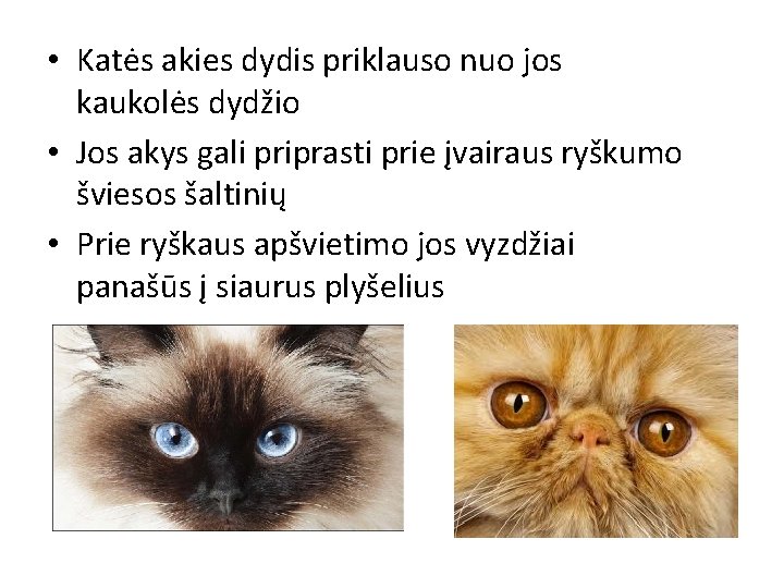  • Katės akies dydis priklauso nuo jos kaukolės dydžio • Jos akys gali