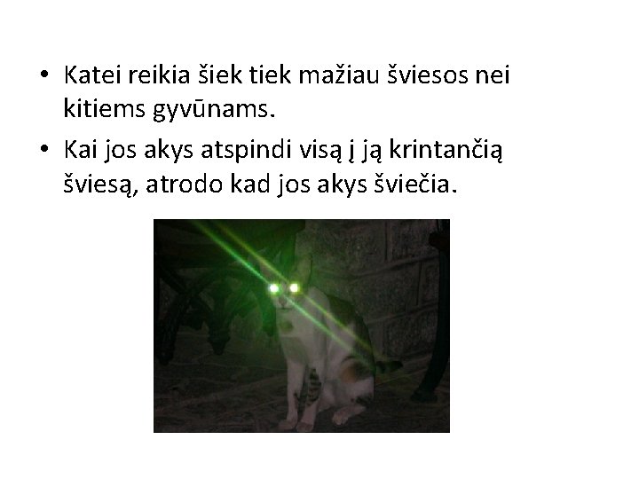  • Katei reikia šiek tiek mažiau šviesos nei kitiems gyvūnams. • Kai jos