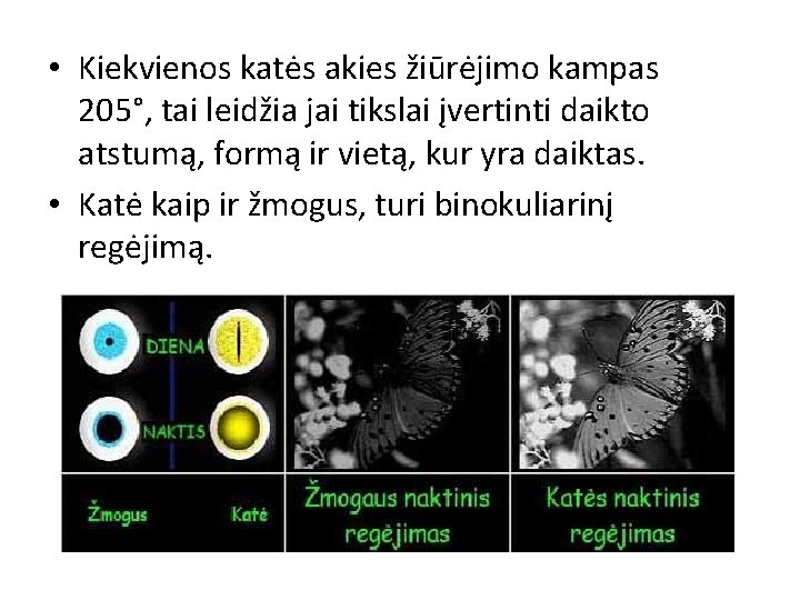  • Kiekvienos katės akies žiūrėjimo kampas 205°, tai leidžia jai tikslai įvertinti daikto