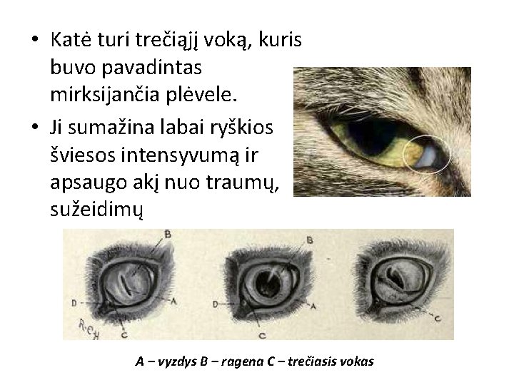  • Katė turi trečiąjį voką, kuris buvo pavadintas mirksijančia plėvele. • Ji sumažina