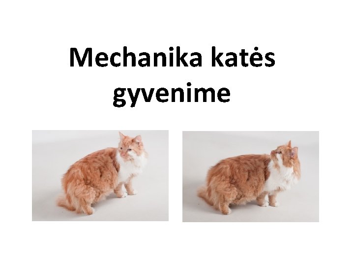 Mechanika katės gyvenime 