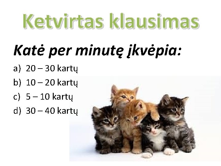 Ketvirtas klausimas Katė per minutę įkvėpia: a) b) c) d) 20 – 30 kartų