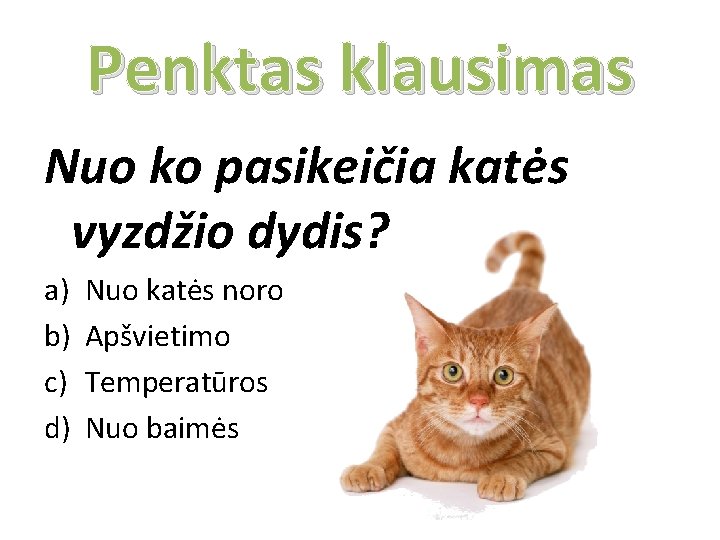 Penktas klausimas Nuo ko pasikeičia katės vyzdžio dydis? a) b) c) d) Nuo katės