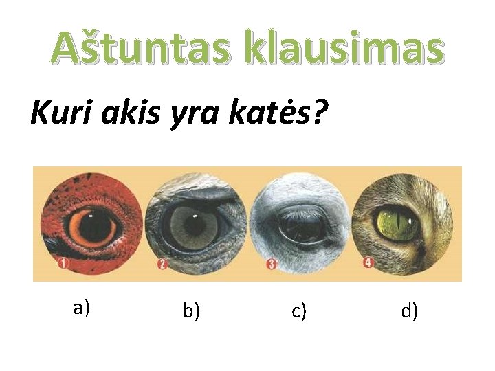 Aštuntas klausimas Kuri akis yra katės? a) b) c) d) 