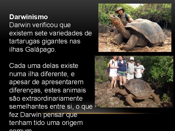 Darwinismo Darwin verificou que existem sete variedades de tartarugas gigantes nas ilhas Galápago. Cada