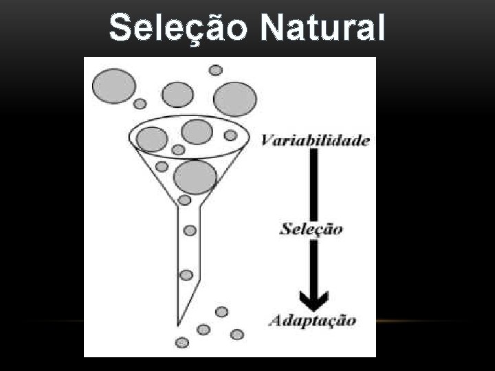 Seleção Natural 