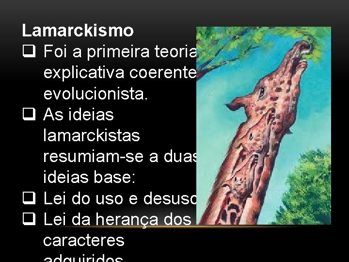 Lamarckismo q Foi a primeira teoria explicativa coerente evolucionista. q As ideias lamarckistas resumiam-se