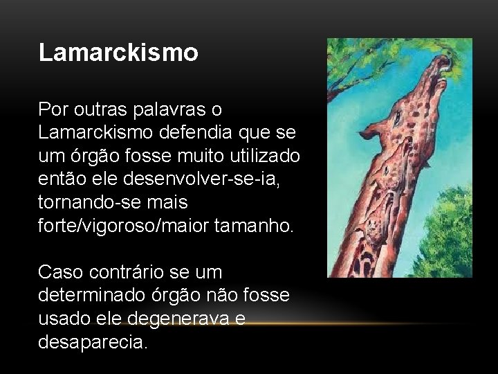 Lamarckismo Por outras palavras o Lamarckismo defendia que se um órgão fosse muito utilizado