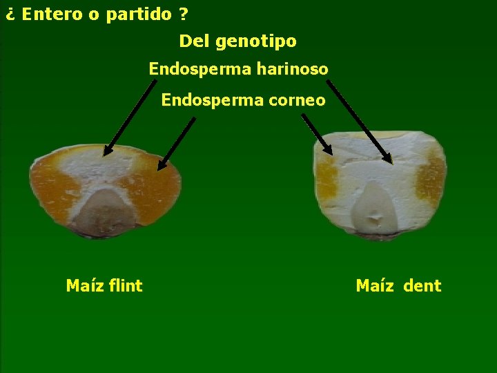 ¿ Entero o partido ? Del genotipo Endosperma harinoso Endosperma corneo Maíz flint Maíz