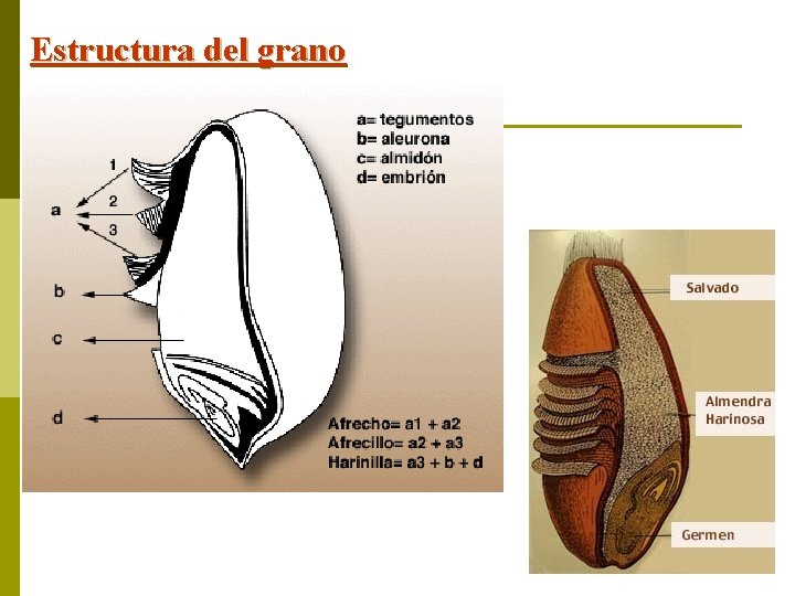 Estructura del grano 