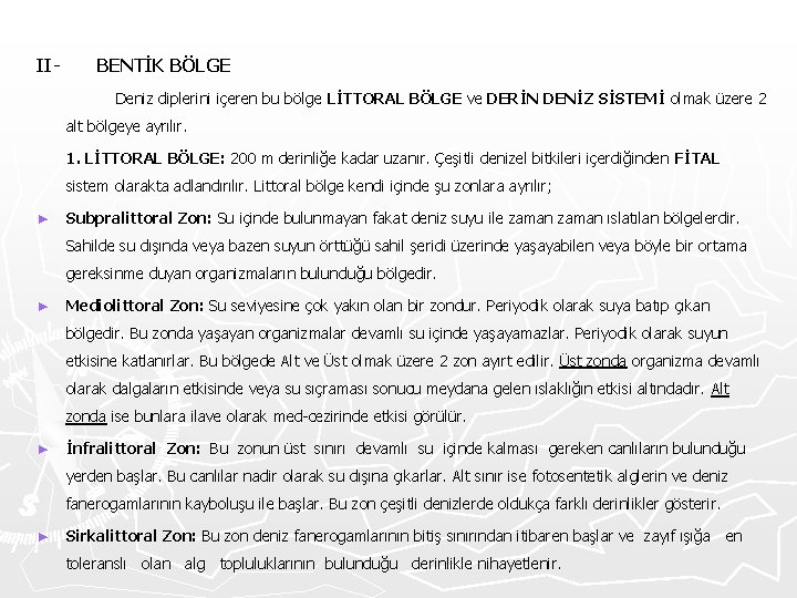 II- BENTİK BÖLGE Deniz diplerini içeren bu bölge LİTTORAL BÖLGE ve DERİN DENİZ SİSTEMİ