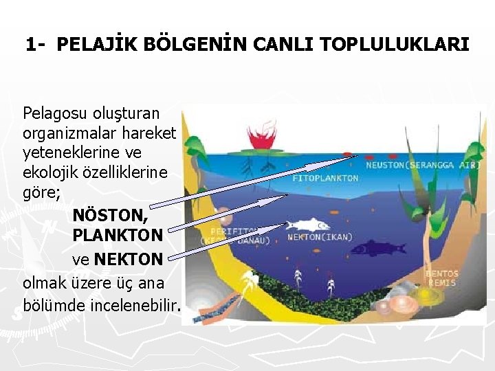 1 - PELAJİK BÖLGENİN CANLI TOPLULUKLARI Pelagosu oluşturan organizmalar hareket yeteneklerine ve ekolojik özelliklerine