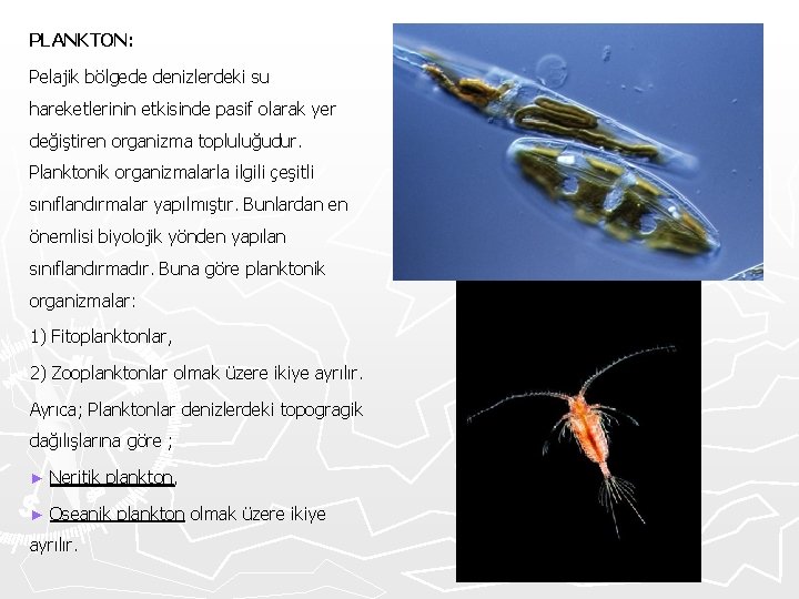 PLANKTON: Pelajik bölgede denizlerdeki su hareketlerinin etkisinde pasif olarak yer değiştiren organizma topluluğudur. Planktonik