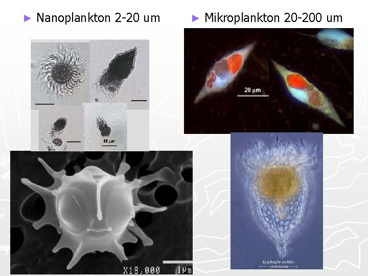 ► Nanoplankton 2 -20 um ► Mikroplankton 20 -200 um 