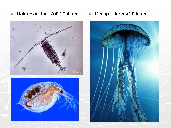 ► Makroplankton 200 -2000 um ► Megaplankton >2000 um 