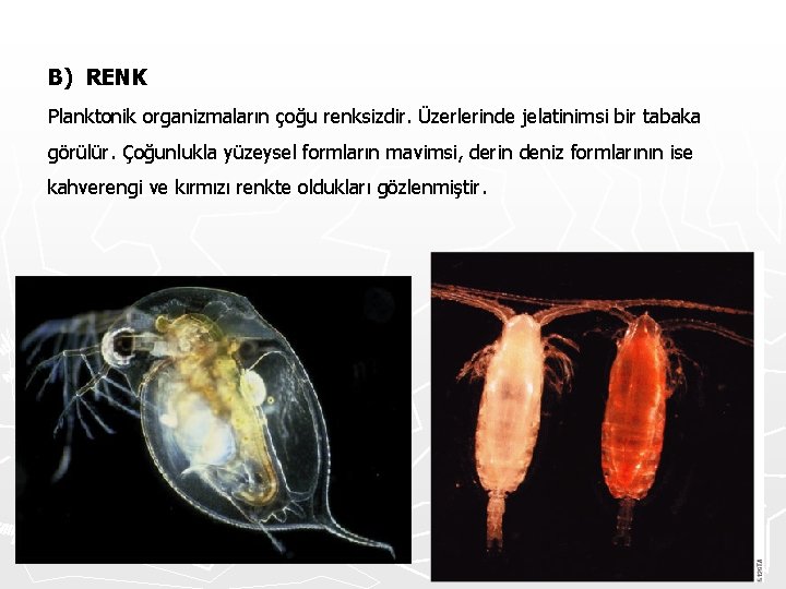 B) RENK Planktonik organizmaların çoğu renksizdir. Üzerlerinde jelatinimsi bir tabaka görülür. Çoğunlukla yüzeysel formların